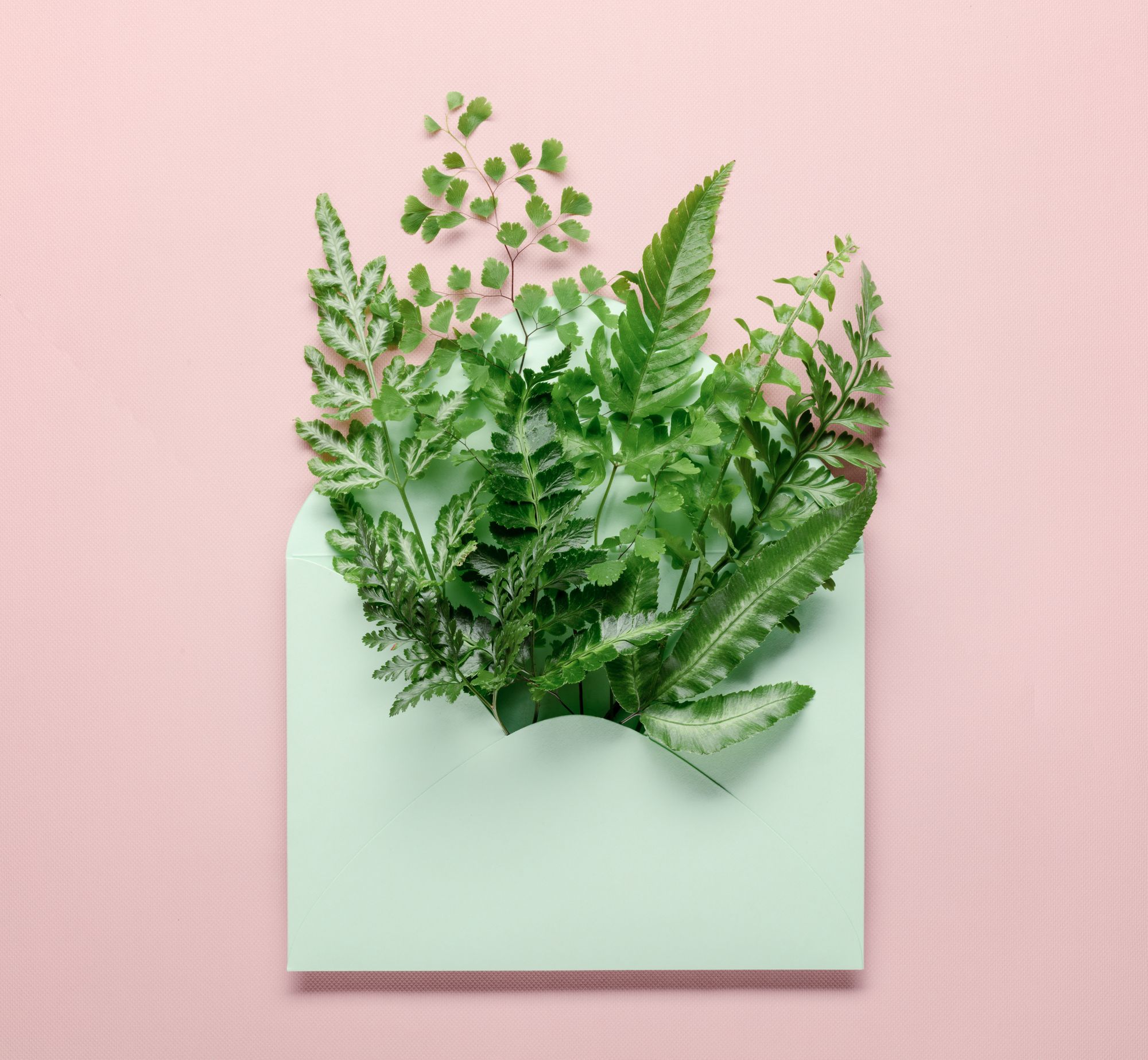 How to Ship Plants: A Practical Guide